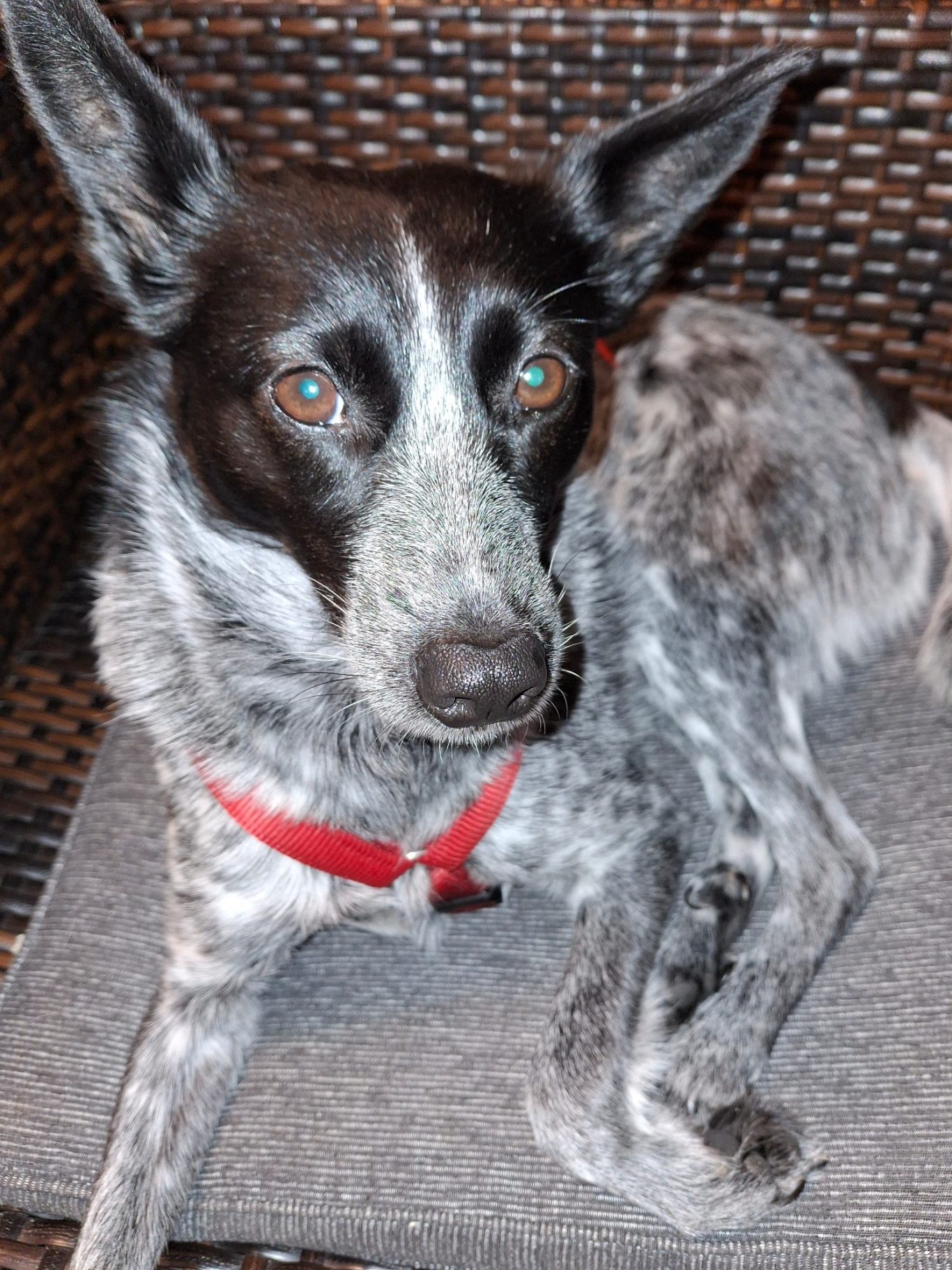 In der Ferienwohnung Herzmensch begrüßt Sie unsere süsse Luna